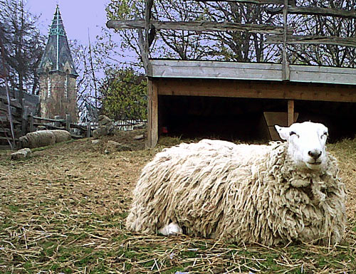 All we like sheep G.F. Handel  (near a downtown steeple)