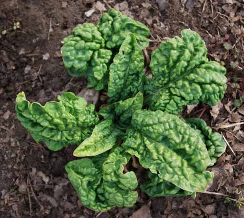 Spinach that has survived a winter is absolutely scrumptious.