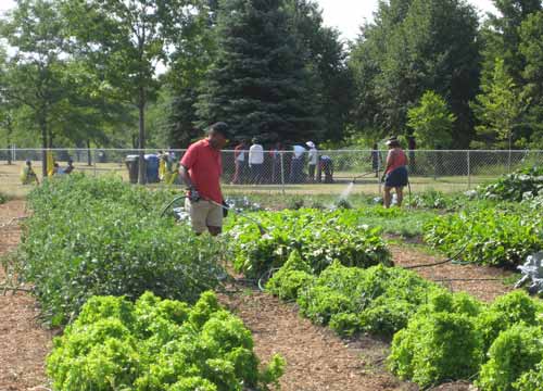 Malvern residents working in their urban garden near Rouge Park. With more space, there could be so much more healing.