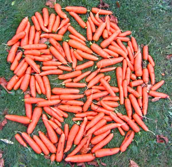 Carrots harvested from one of the 56 research plots.