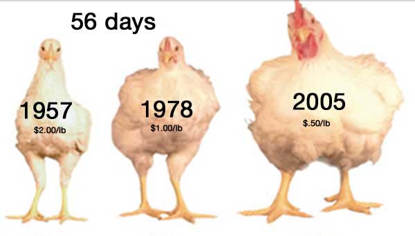 Recent outcomes of selectively breeding chickens.
