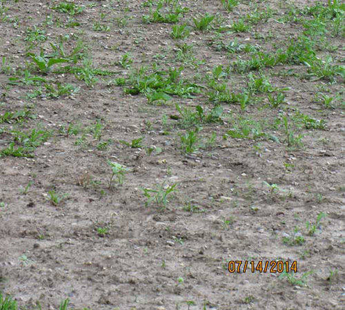 This garden plot had 3-years of rye/vetch cover crop attended to only once per year. It was cut and tilled in last October 11 then again on May 10, followed by wheel-hoeing on June 9. You can see how few weeds are left standing on July 14th (the peak of the weed season). That was easy.