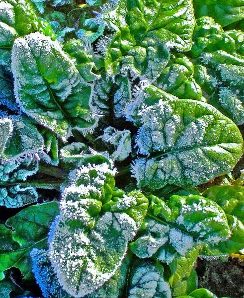 The delightfully mild fall has allowed most gardeners to maintain a good supply sweet and tasty leafy greens.